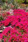 USA, California. Brilliant display ice plant in bloom Art Print